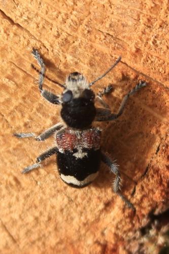 Réf. 228 911 : Clerus mutillarius